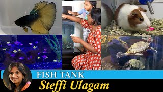 Fish Tank setup in Tamil  Aquarium Setup in Tamil  Pet store tour in Tamil [upl. by Ingemar]