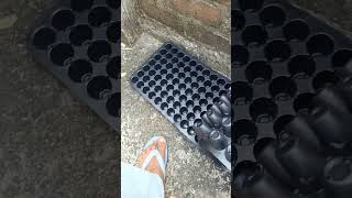 Seedling tray plants gardening gardeningtips garden agriculture trending [upl. by Hayward674]