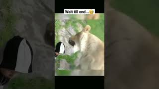 Wild animals fail to attack children end is epic animals lions shorts [upl. by Awuhsoj32]