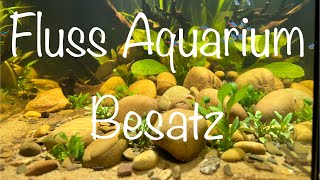 Teil 3 Besatz für das Flussaquarium aquaristik [upl. by Edette]