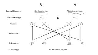 Monohybrid inheritance O Level notes [upl. by Janina112]