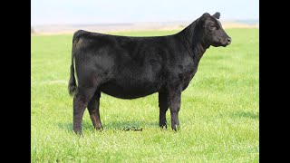 Lot 5 4048 [upl. by Ococ607]