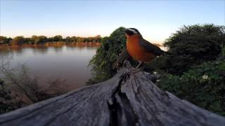 White browed Robin Chat [upl. by Irol]