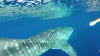 Swimming with Whale Shark Kona Big Island Hawaii [upl. by Odraccir]