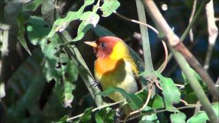 Hemithraupis ruficapilla  Saíraferrugem  Rufousheaded Tanager [upl. by Atiuqin]