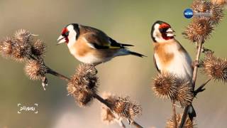 Reportage the Goldfinch Bird le Chardonneret by Fethi LEMEHANNET [upl. by Regnij551]