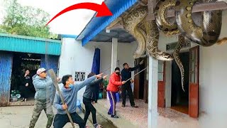 No One Could Believe What This Snake Did Inside That House [upl. by Suivatram]