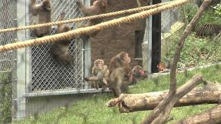 Macaques are released into their new exhibit [upl. by Nnylatsyrc738]