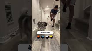 Sapphie the pomsky as a doctor  डॉक्टर के रूप में सैफी द पोम्स्की  Talking smart dog 🔥shorts dog [upl. by Adneram]