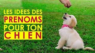 Les prenoms de chiens  comment nommer son chien en S 2021 60 [upl. by Scherman]