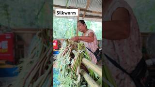 Silkworm Cultivation [upl. by Onairelav]