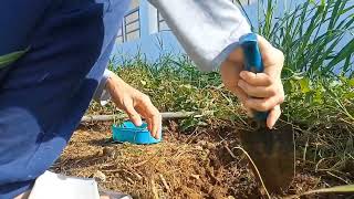 Planting Watercress From Kitchen Scrap [upl. by Fazeli710]