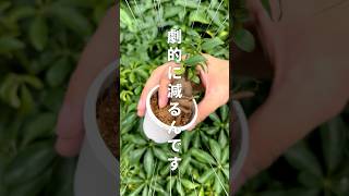 【観葉植物のコバエ対策】更にオシャレに植え替え植物大好き 植物好きな人と繋がりたい 植物のある暮らし 観葉植物 植物 植え替え [upl. by Conti]