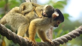 Adorable baby squirrel monkey [upl. by Kippar]