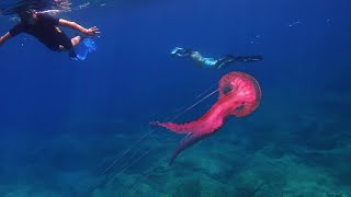 Kornati Croatia freediving 2024 [upl. by Iand]