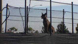 Record Breaking Jump Malinois Dock Diving [upl. by Bixby]