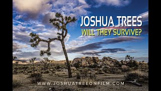 Joshua Trees Will They Survive [upl. by Prendergast]