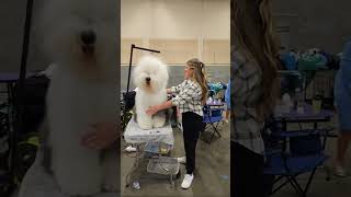 Old English Sheepdog Club of America Showing as a Junior [upl. by Hamachi]