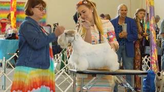 Our Kitty Sealyham Terrier Breed Competition CCCKC WoofStock 2017 [upl. by Thissa958]