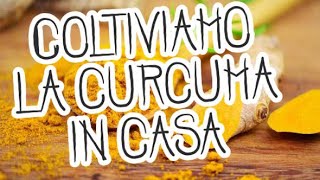 Coltivare la curcuma in casa [upl. by Eidnas]