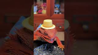 Time to eat asmr lizard [upl. by Akir]