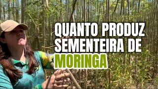 Sementeira de moringa oleifera [upl. by Tem]