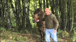 Animaux  Le quotidien dun véterinaire de campagne du Cantal [upl. by Eleets]