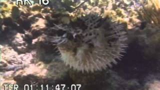 Puffer Fish Inflated  Porcupine Fish  Best Shot Footage  Underwater Footage  Stock Footage [upl. by Jaynell]