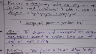 Preparation Of TS of Nerium Leaf  Temporary Slide Practical  Xerophytes  Practical Botany SEM 3 [upl. by Artaed]