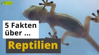 5 Fakten über Reptilien Chamäleon Gecko Schlange amp Co  TierDoku für Kinder [upl. by Hamas]