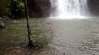 croc attack near airlie beach queensland [upl. by Assilla]