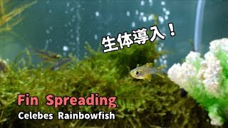 【生体導入】Fin Spreading Celebes Rainbowfish Sulawesi Tank Aquarium [upl. by Llenrod]