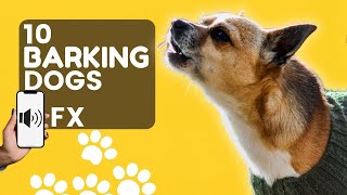 DOGS BARKING to Make your Dog Go Barking MAD  10 Dog Breeds with Barking Sound Effects HD [upl. by Ainuj265]