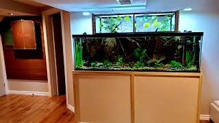 125 gallon aquarium with Archerfish shooting at food 😋 [upl. by Pardoes]