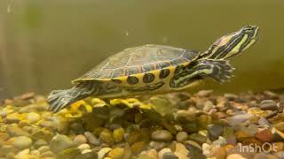 Trachemys venusta沙龜 Bunga Trachemys venustaトラケミス・ベヌスタทราเคมิส วีนัสต้า القصبة الهوائية الوريدية [upl. by Noslien]