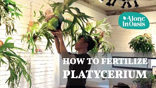 How to Fertilize Platycerium Staghorn Fern  Indepth caring guide for growing Platycerium Indoor [upl. by Nastassia]