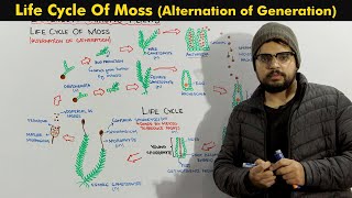 Life Cycle Of Moss Bryophytes Alternation of Generation [upl. by Haines]