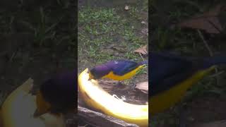 Gaturamoverdadeiro Euphonia violacea [upl. by Ahsinat]