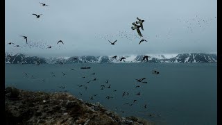 Brunnichs guillemots  Fuglesongen Fjord Arctic 2024 [upl. by Rida]