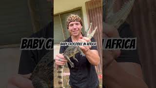 Rescuing Baby Crocodile in Africa reptiles wildlife crocodile adventure [upl. by Otrebor]