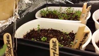 Growing Flowers from Seed  Ep 11 [upl. by Treble]