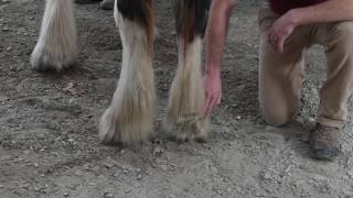 Caring for Your Horse  Scratches [upl. by Stila]