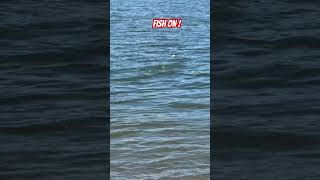 Plunking Summer Chinook Columbia River pnw fishing river outdoors [upl. by Nnylram]