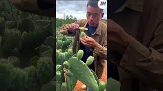 China food cactus farming 🌵OWO [upl. by Nawj882]