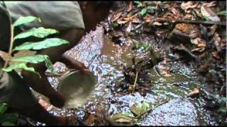 Pygmies fishing for crabs in a jungle stream [upl. by Yelsha]