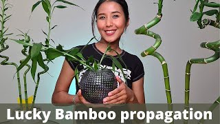 Easy Lucky Bamboo propagation  How to cut Lucky Bamboo  Dracaena sanderiana propagation [upl. by Coumas282]