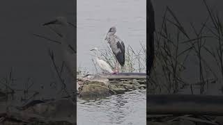 All In One Frame Painted stork Open Billstilted black wing amp Glossy Ibis [upl. by Yesima206]