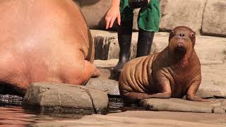 Walross Nachwuchs Tierpark Hagenbeck 05082018 [upl. by Yaned]