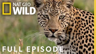 Leopards Rock Full Episode  Savage Kingdom [upl. by Wende]