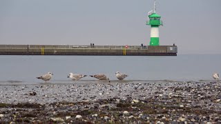 Lübeck Travemünde und Priwall im März 2024  Hafen Shipspotting Strandspaziergang Möwen und Meer [upl. by Abbi]